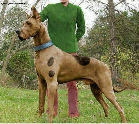 Scooby Doo